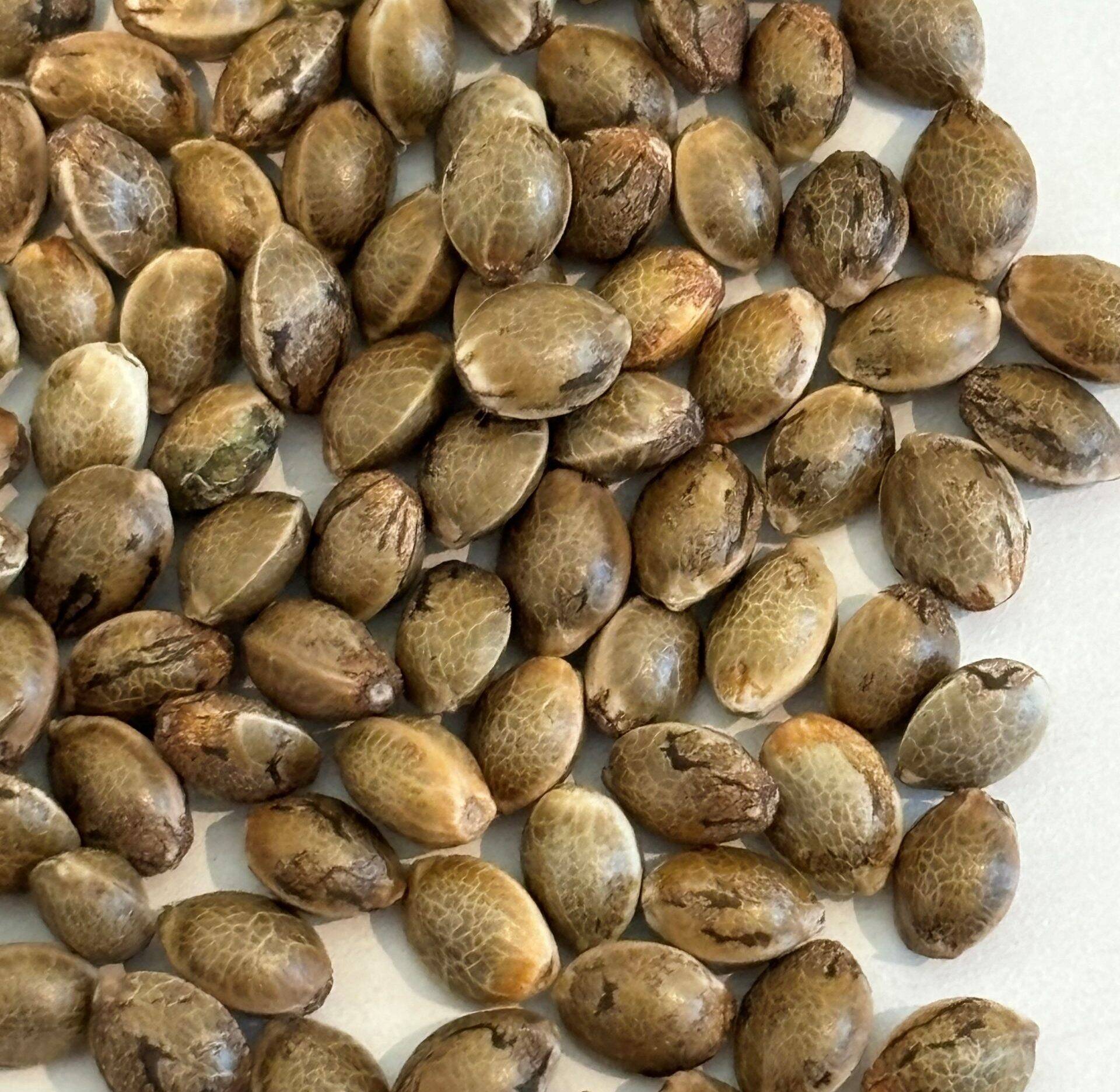 Agent Orange Regular Seeds | Cannabiz Seed Agent Orange Regular Seeds