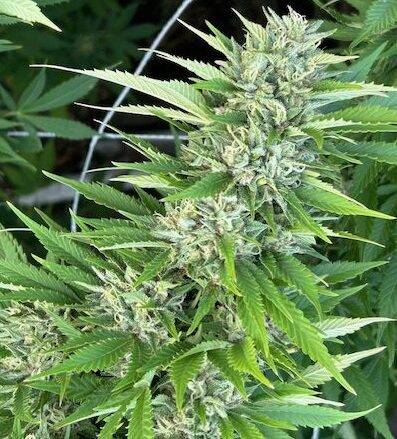 Alpine Star CBD Plant | Cannabiz Seed Alpine Star CBD Plant