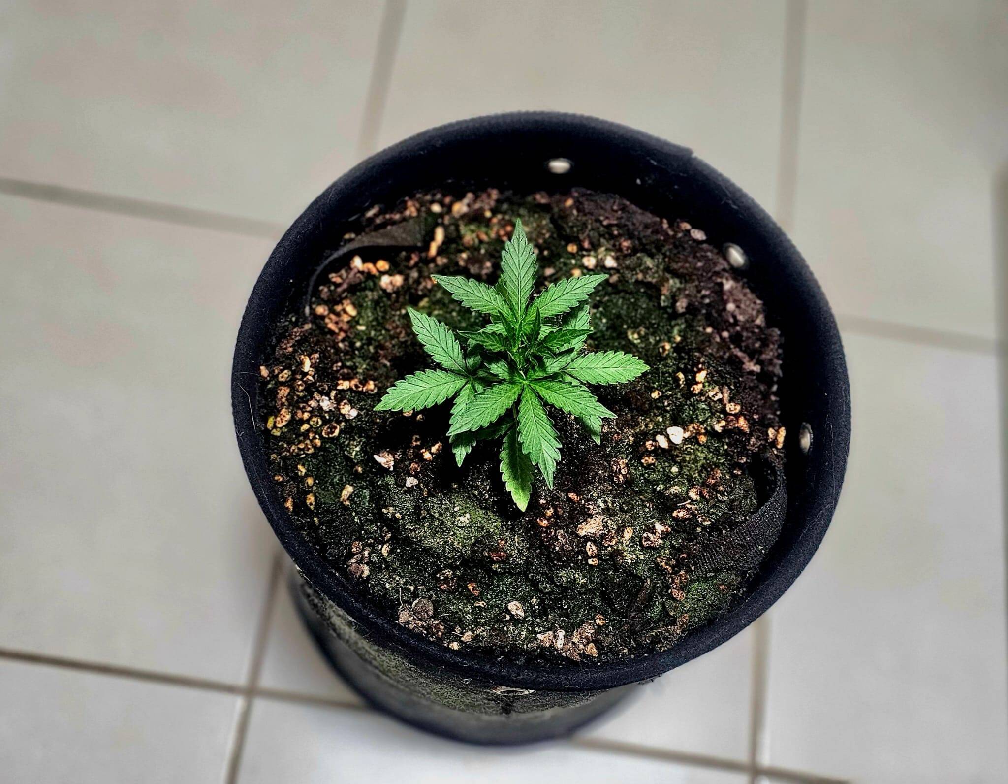 Biddy Early Feminized Beginning Stages | Cannabiz Seed Biddy Early Feminized Beginning Stages