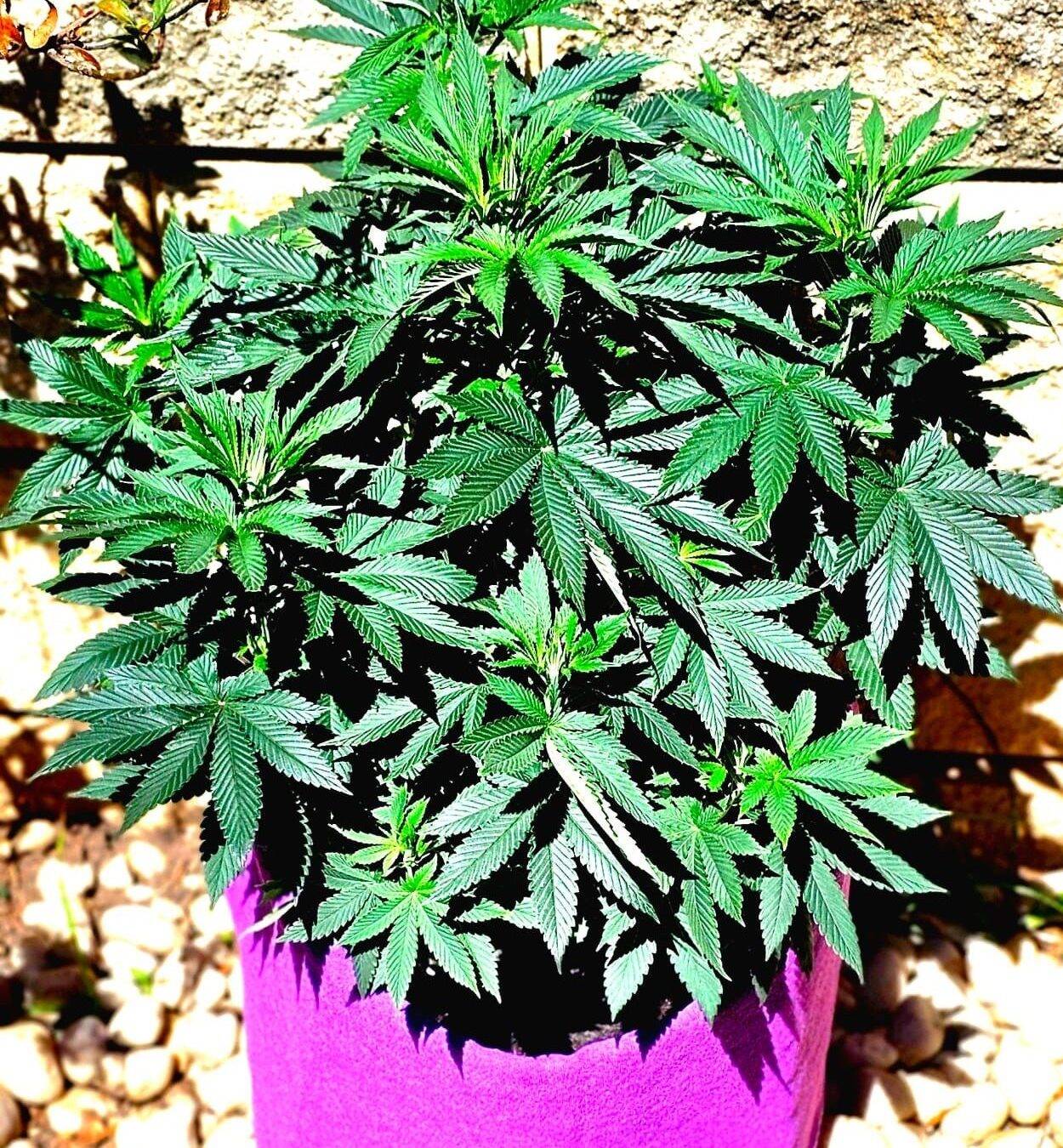 Bubba Kush Beginning Stages | Cannabiz Seed Bubba Kush Beginning Stages