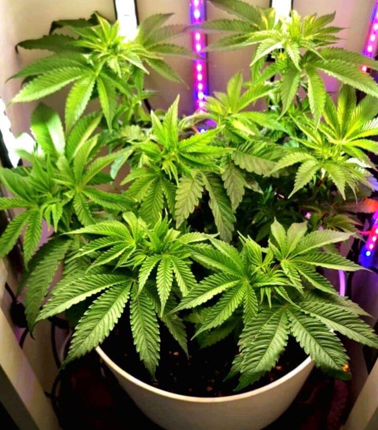 Bubble Gum Regular Beginning Stages | Cannabiz Seed Bubble Gum Regular Beginning Stages