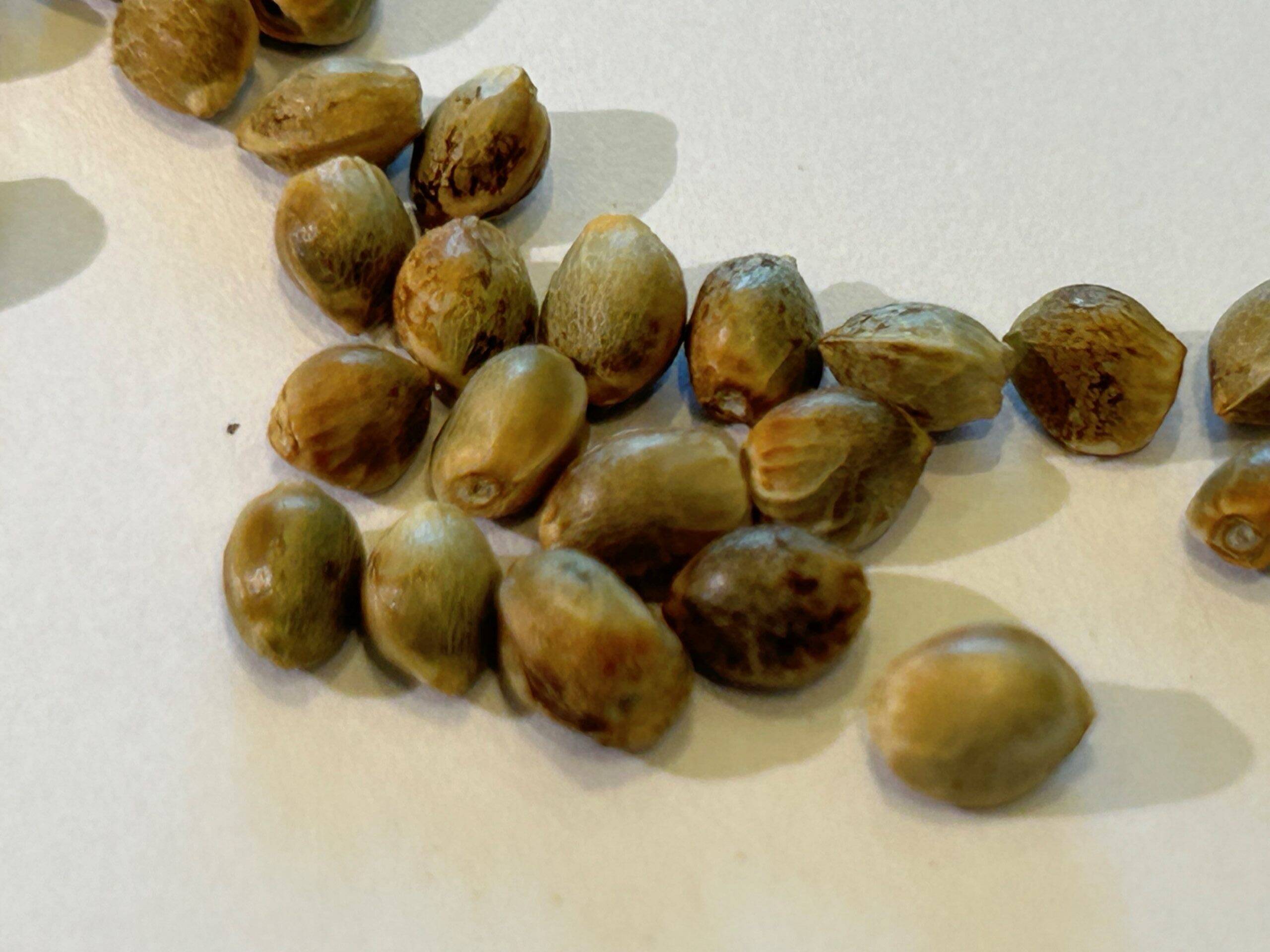 Cannatonic CBD Seeds | Cannabiz Seed Semi di CBD Cannatonic