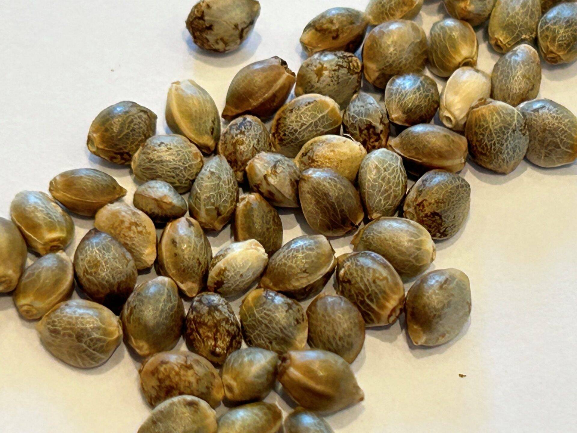 Acapulco Gold Feminized Seeds | Cannabiz Seed Acapulco Gold Feminized Seeds