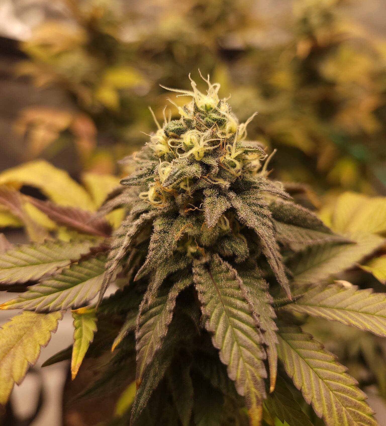Acapulco Gold Flower Image | Cannabiz Seed Acapulco Gold Feminized Cannabis