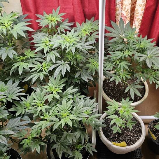 Acapulco Gold Teen | Cannabiz Seed Acapulco Gold Feminized Cannabis Plant Growing Indoor before flowering stage