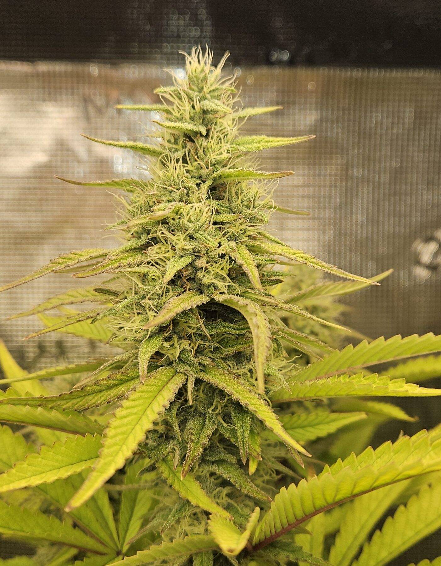 Bruce Banner Feminized Cannabis | Cannabiz Seed Bruce Banner Feminized Cannabis Image in a indoor grow room