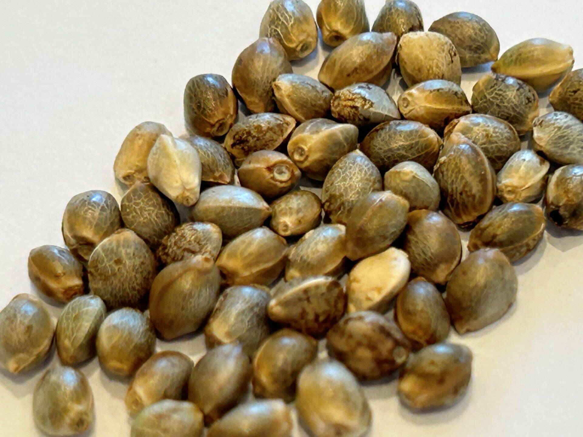 Bruce Banner Image of Seeds | Cannabiz Seed Bruce Banner Image of Seeds