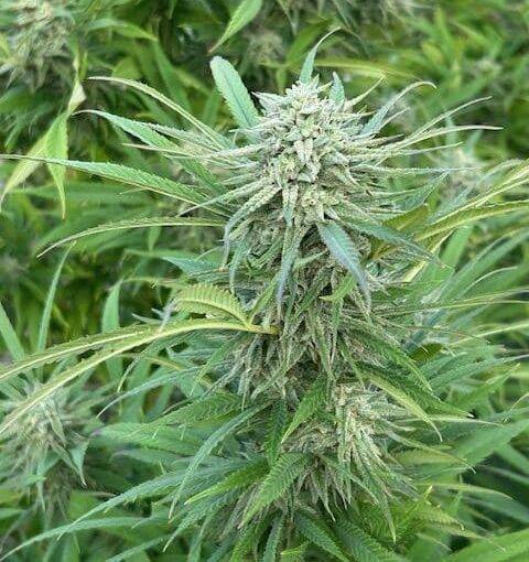 Godfather OG Cannabis Plant | Cannabiz Seed Godfather OG Cannabis Plant
