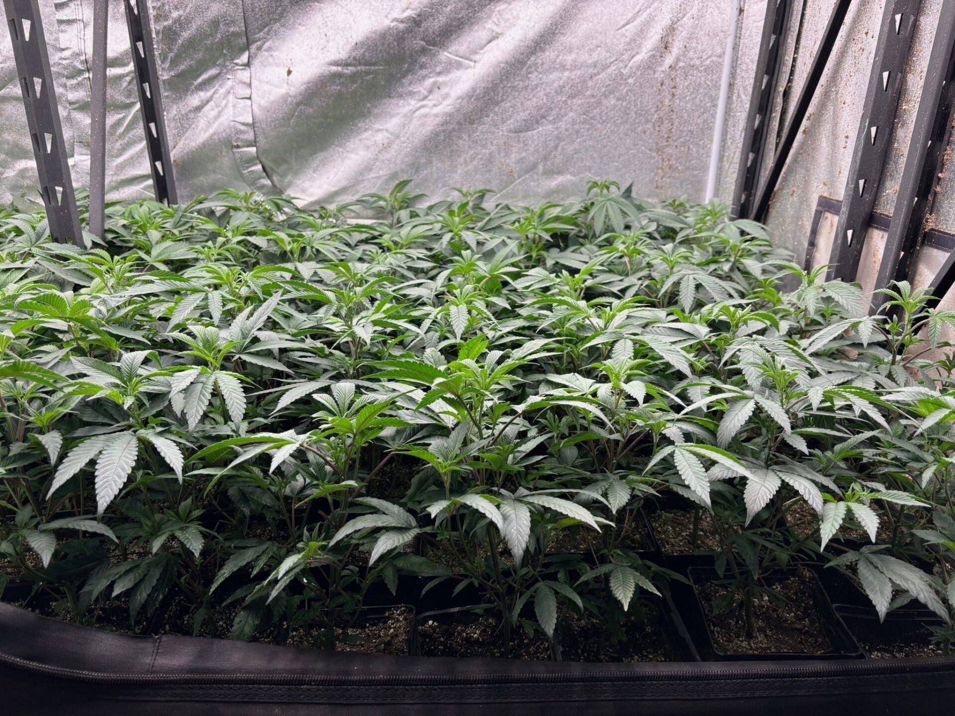 Pluto Feminized Teen | Cannabiz Seed Faza nastoletnia Pluto w pomieszczeniu do uprawy