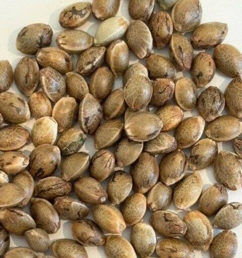 Pluto Weed Image of Seeds | Cannabiz Seed Obraz nasion chwastów Plutona