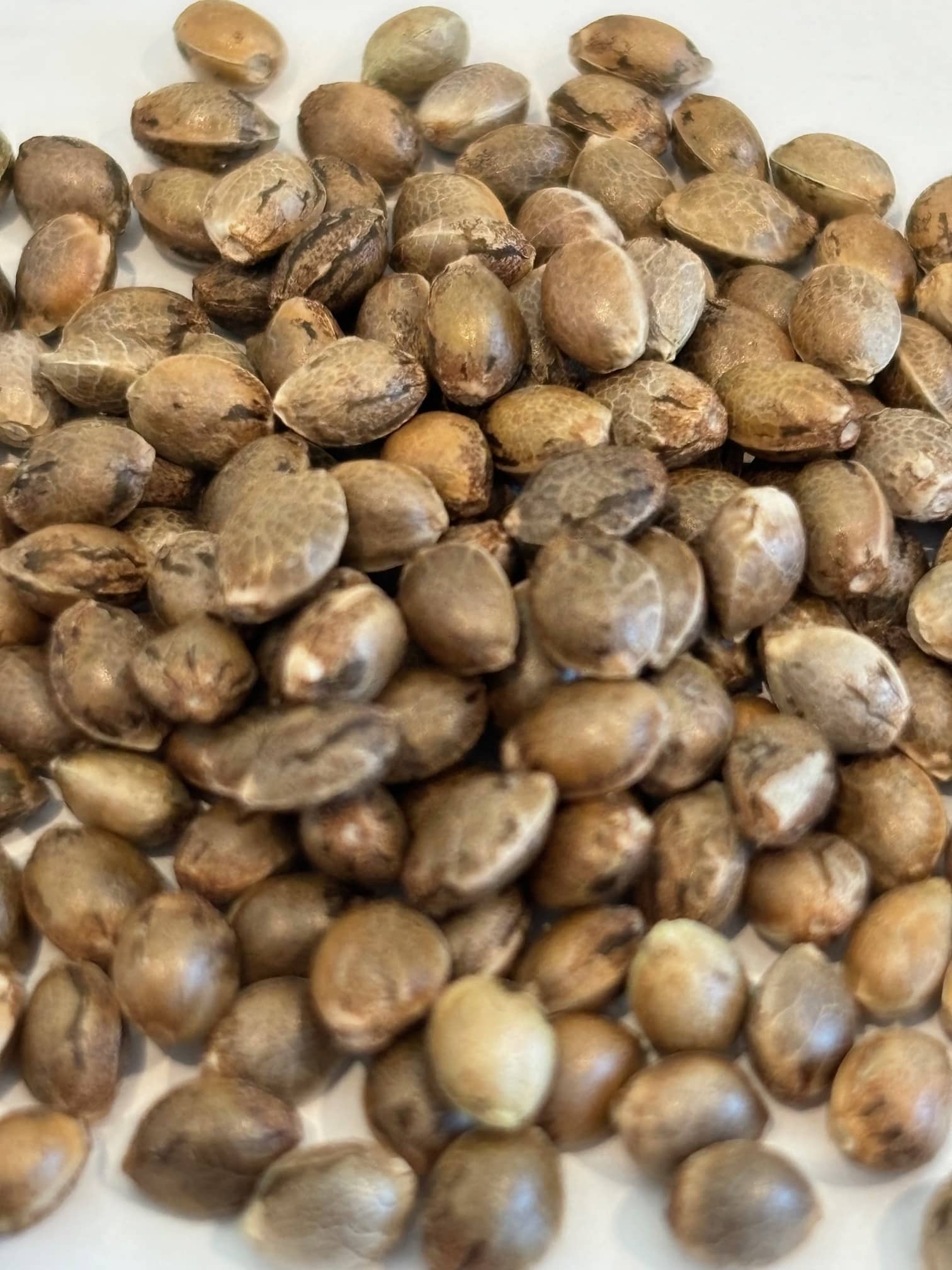 Tangerine Dream Autoflower Cannabis Seeds | Cannabiz Seed Tangerine Dream Autoflower Cannabis Seeds