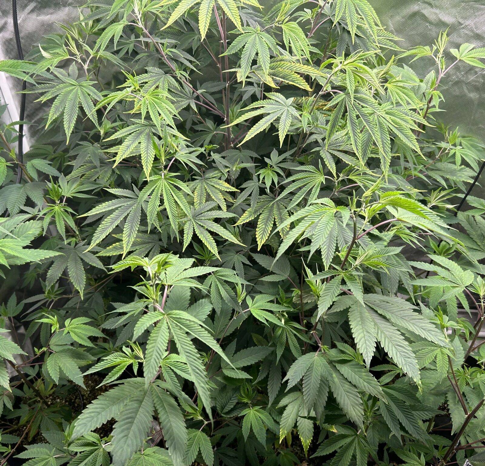 Bruce Banner Teen | Cannabiz Seed Bruce Banner Teen Phase indoor growing