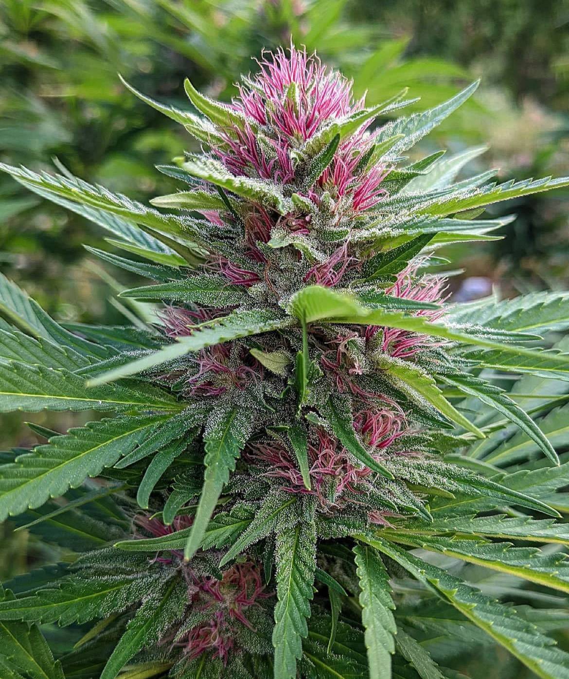 Panama Red Feminized Cannabis | Cannabiz Seed Panama Red Feminized Cannabis