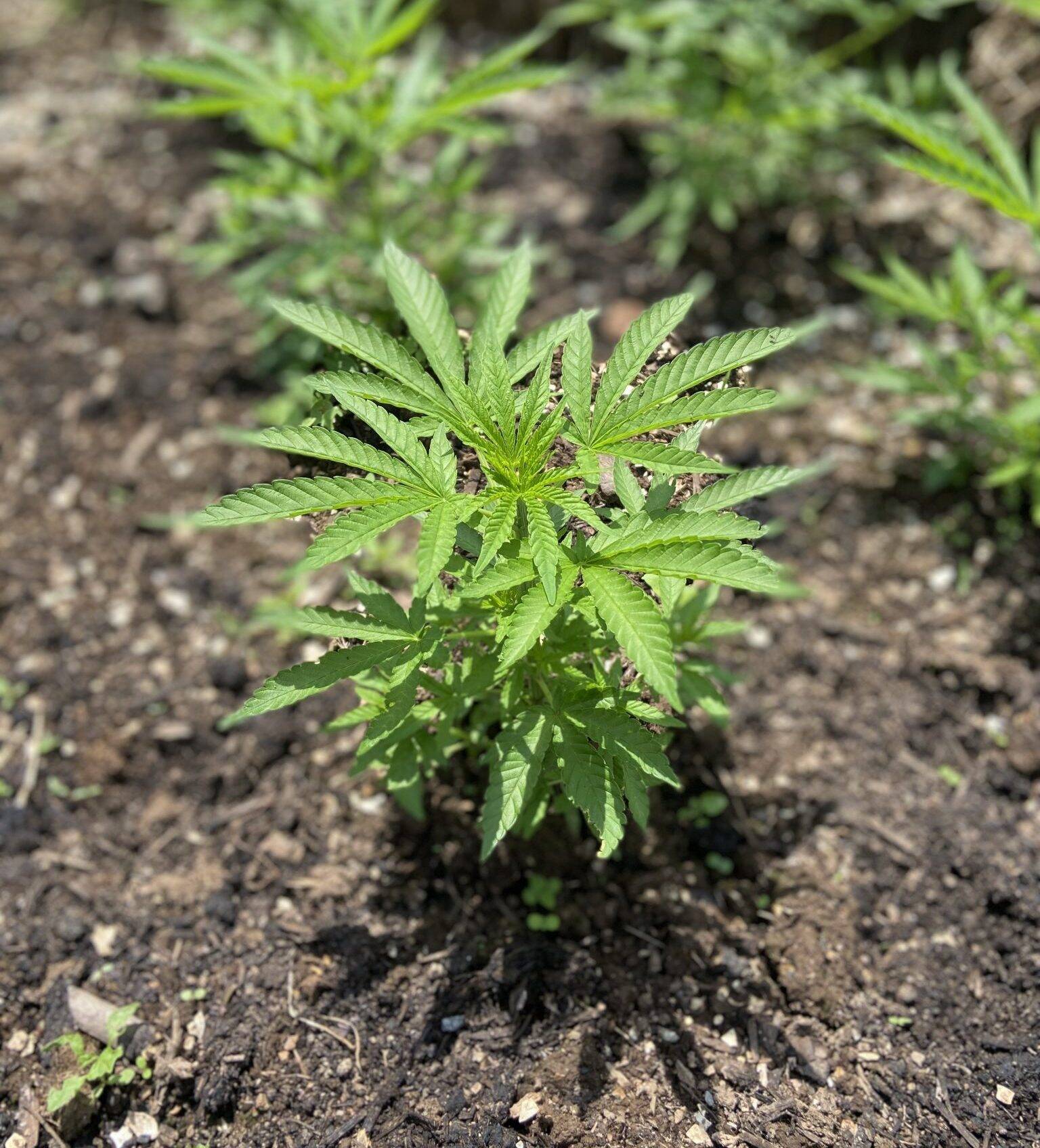 Panama Red Feminized Teen | Cannabiz Seed Panama Red Teen Phase in outdoor growing