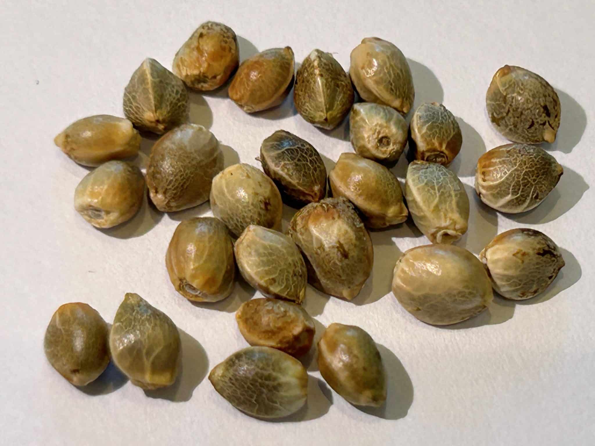 Panama Red Image of Seeds | Cannabiz Seed Panama Red Feminized Cannabis Seeds
