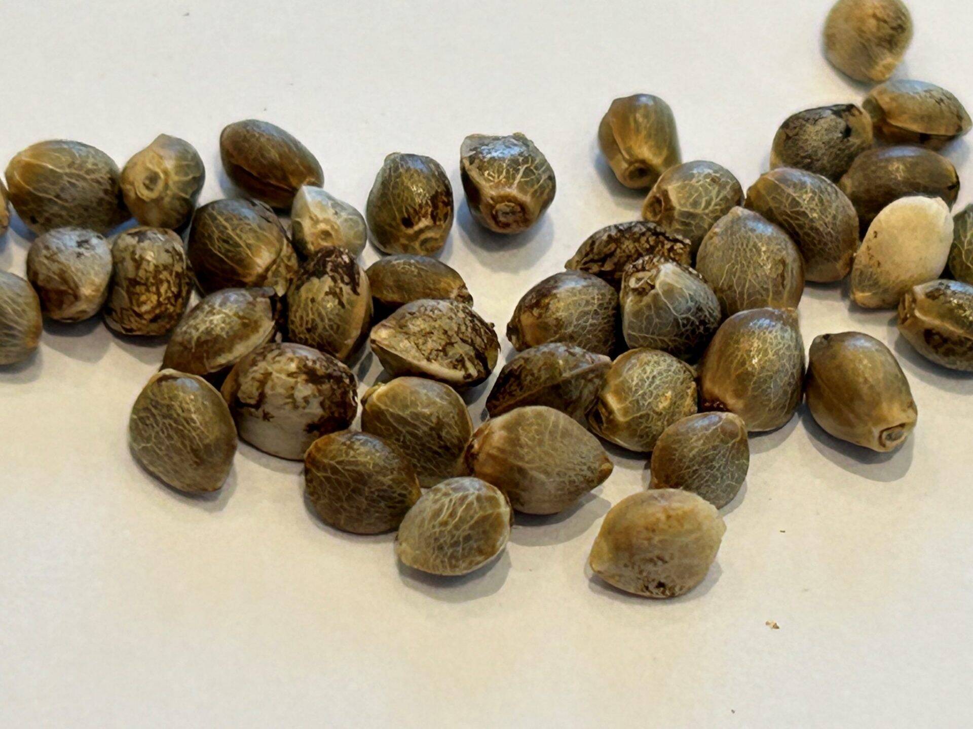 Zkittlez Image of Seeds | Cannabiz Seed Zkittlez Feminisierte Cannabis Samen