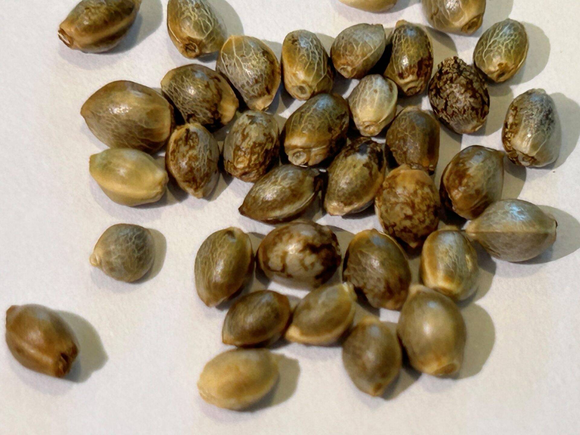 Amnesia Haze Autoflower Cannabis Seeds | Cannabiz Seed Amnesia Haze Autoflower Cannabis Seeds