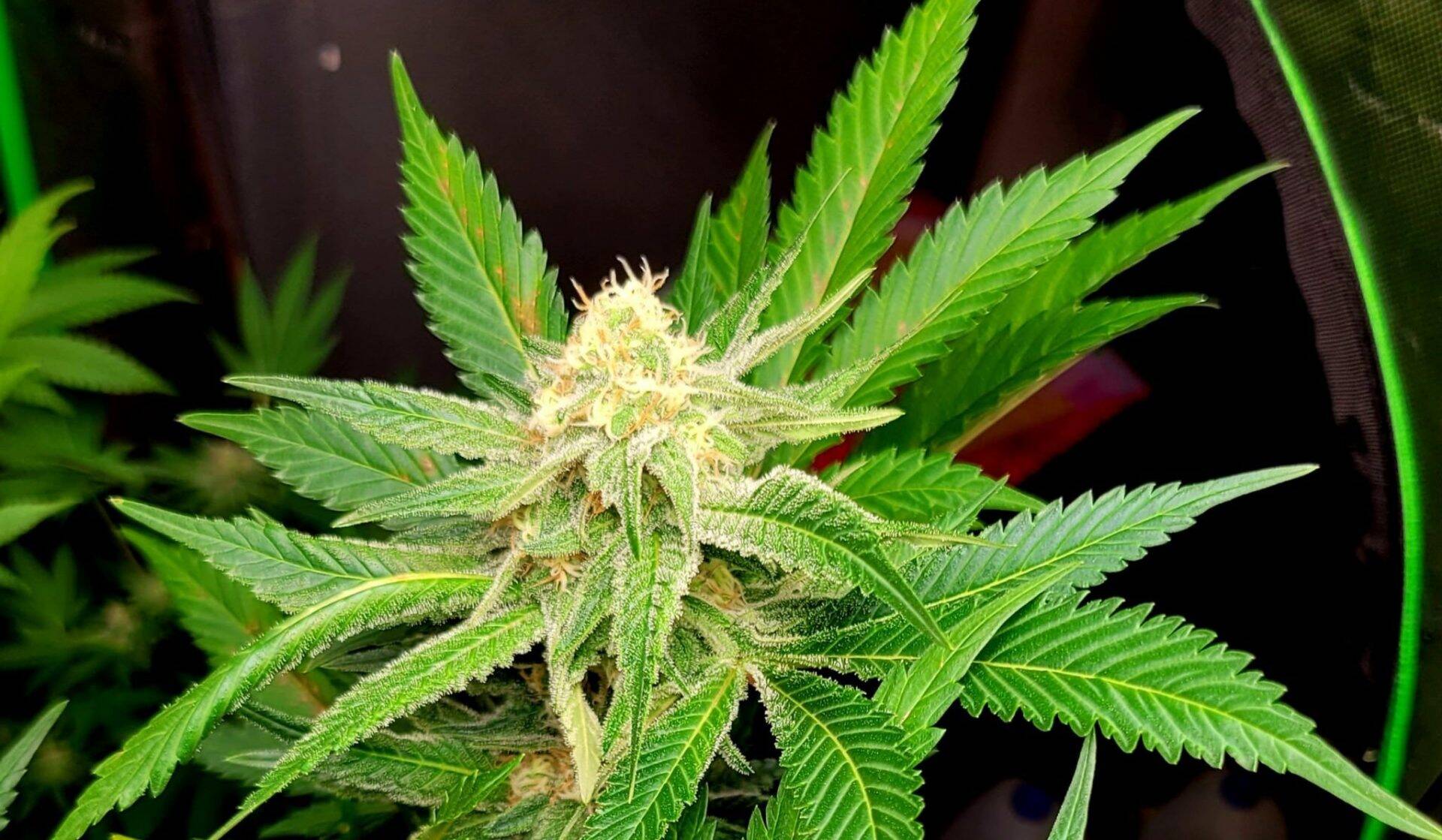 Amnesia Haze Autoflower Cannabis Strain | Cannabiz Seed Amnesia Haze Autoflower Cannabis Strain