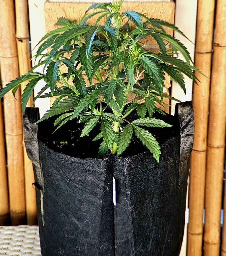 Blue Cheese Autoflower Beginning Stages | Cannabiz Seed Blue Cheese autoflower beginstadium