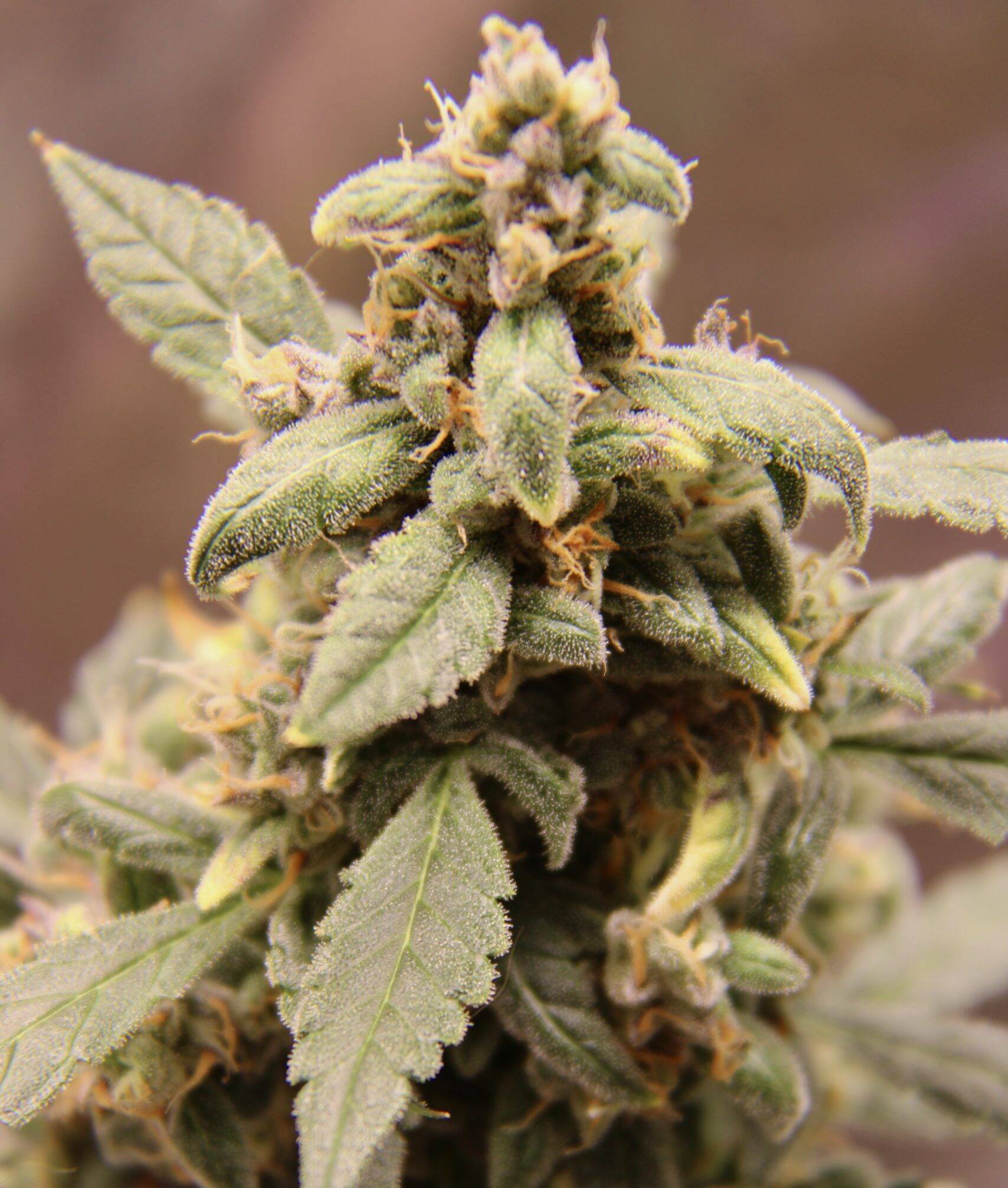 Bubble Gum Regular Plant | Cannabiz Seed Bubble Gum Regular Plant