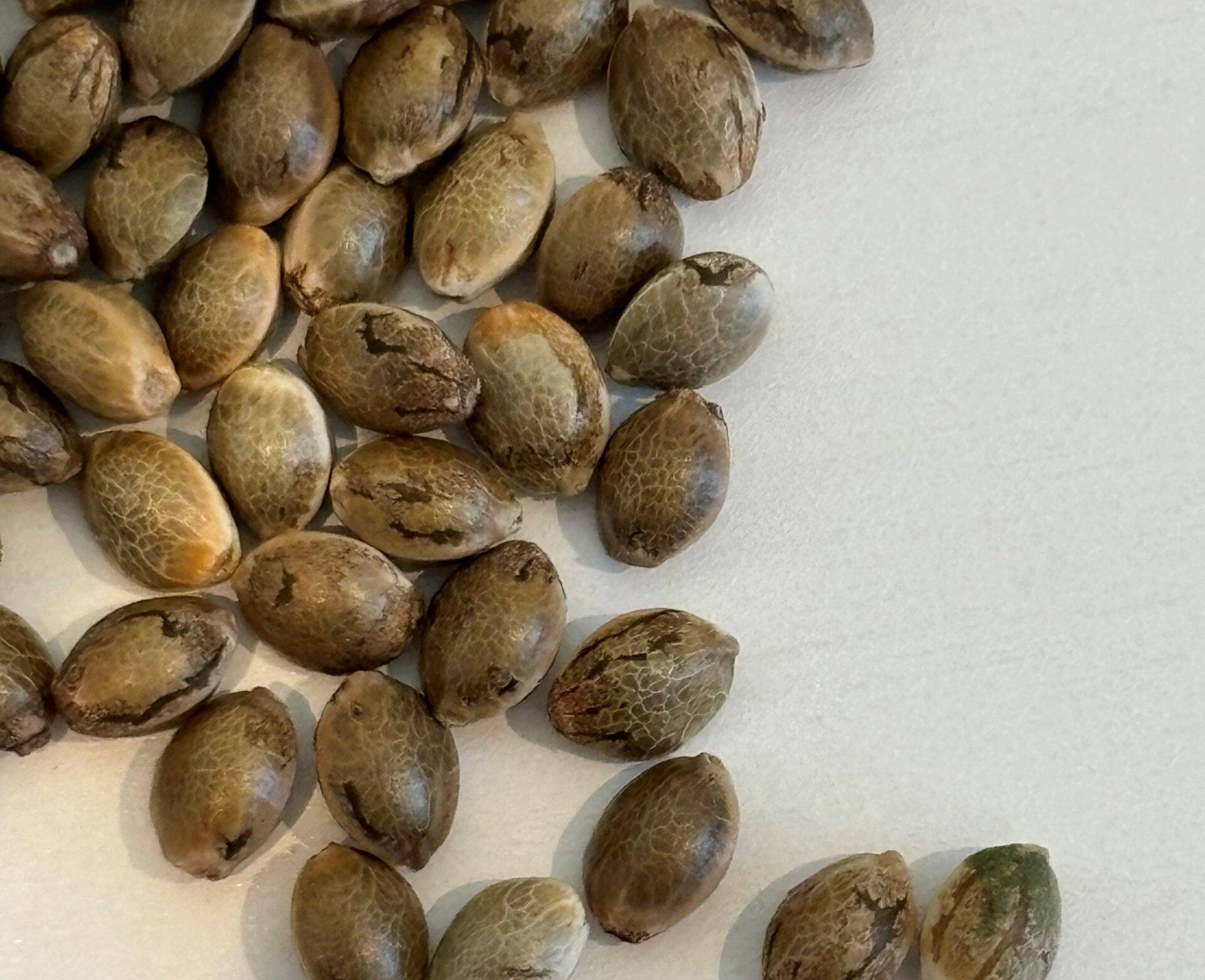 Bubble Gum Regular Seeds | Cannabiz Seed Bubble Gum Regular Seeds