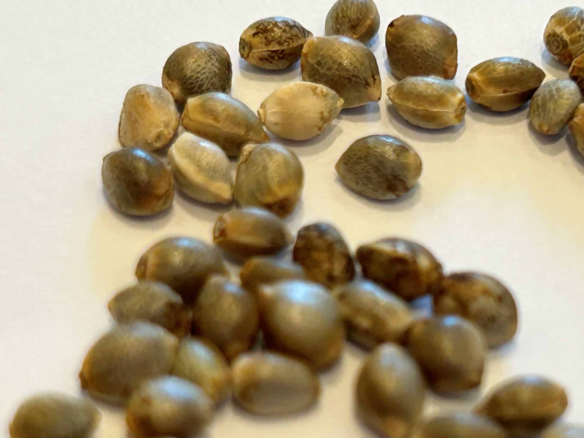 Cherry Pie Feminized Cannabis Seeds | Cannabiz Seed Cherry Pie Graines de cannabis féminisées