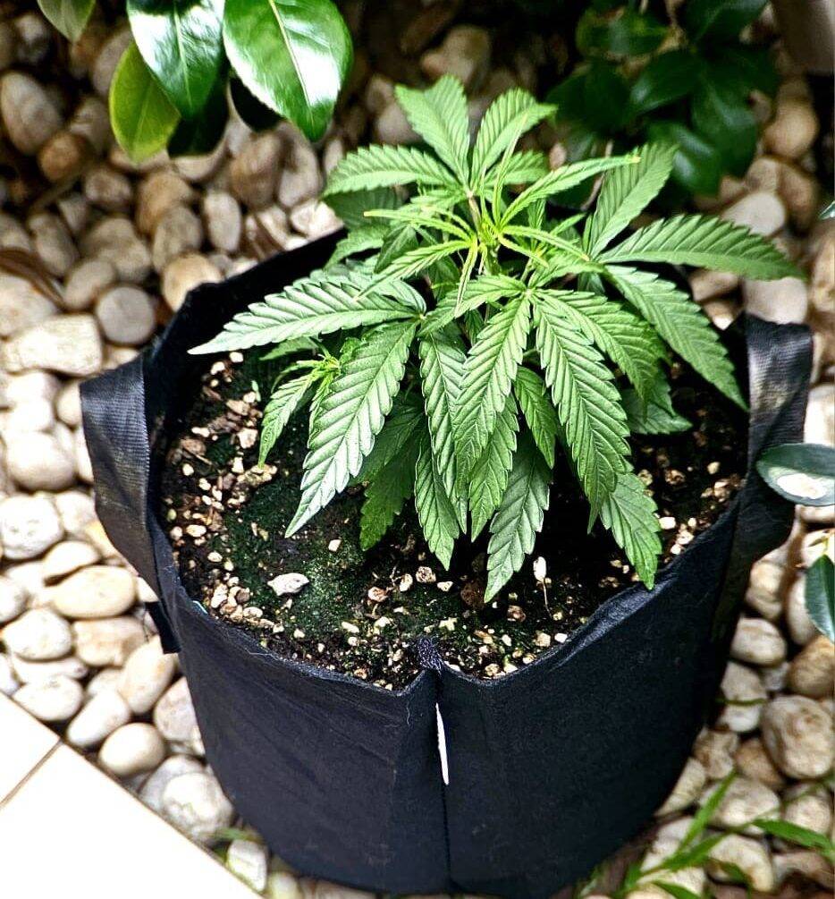 Cherry Pie Strain Beginning Stages | Cannabiz Seed Stade initial de la souche Cherry Pie
