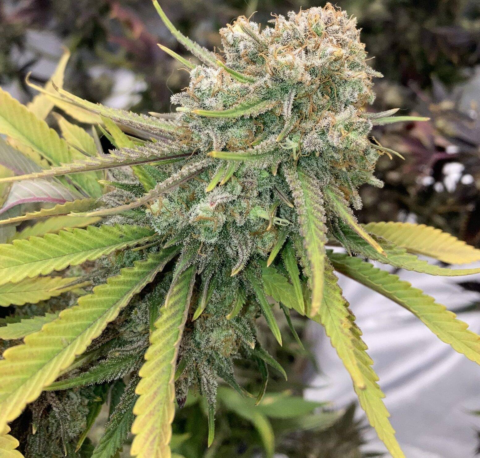 God Bud Regular Plant | Cannabiz Seed God Bud Regular Plant