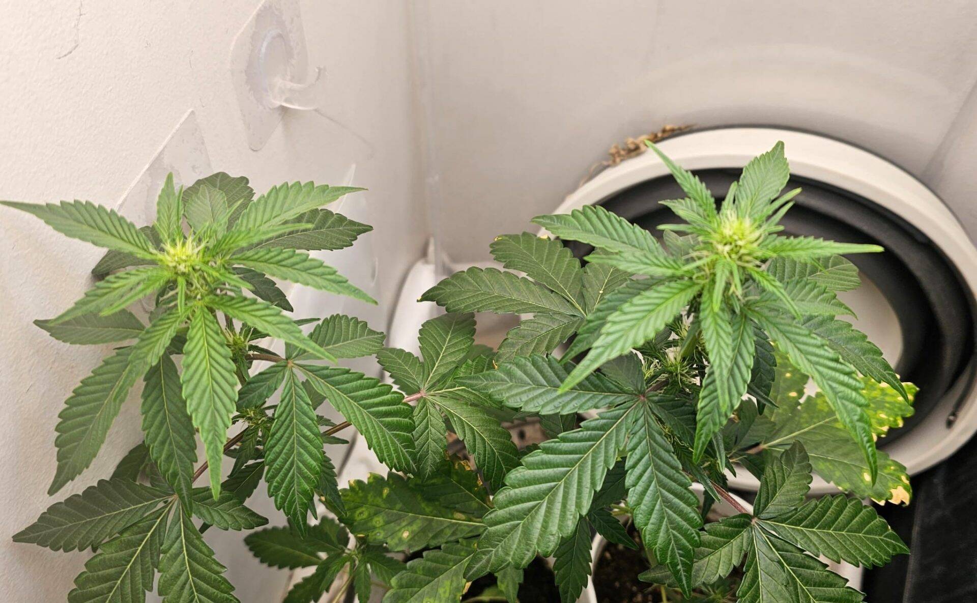 Godberry Autoflower Beginning Stages | Cannabiz Seed Godberry Autoflower Beginstadium