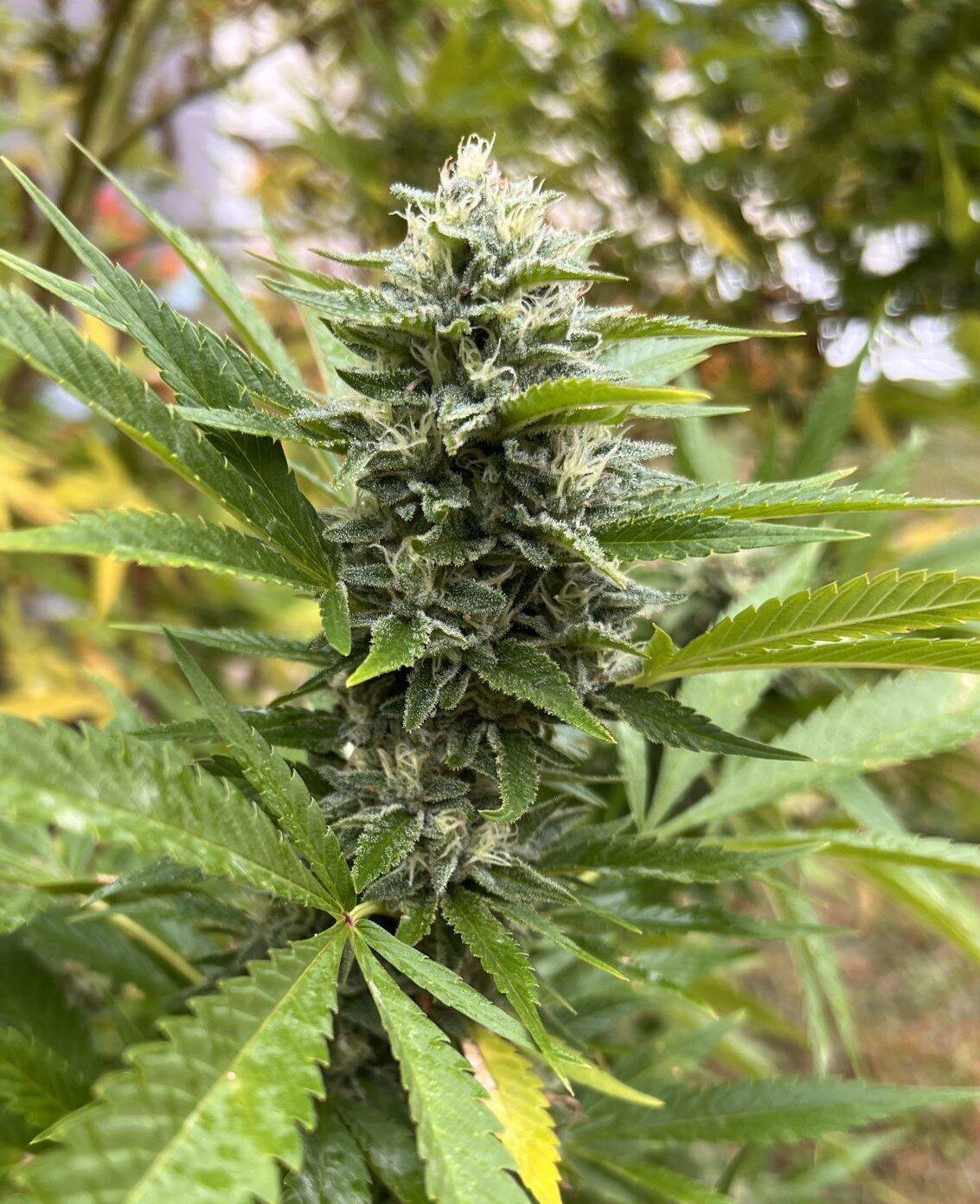 Maui Wowie Autoflower Cannabis Plant | Cannabiz Seed Maui Wowie Planta de Cannabis Autofloreciente
