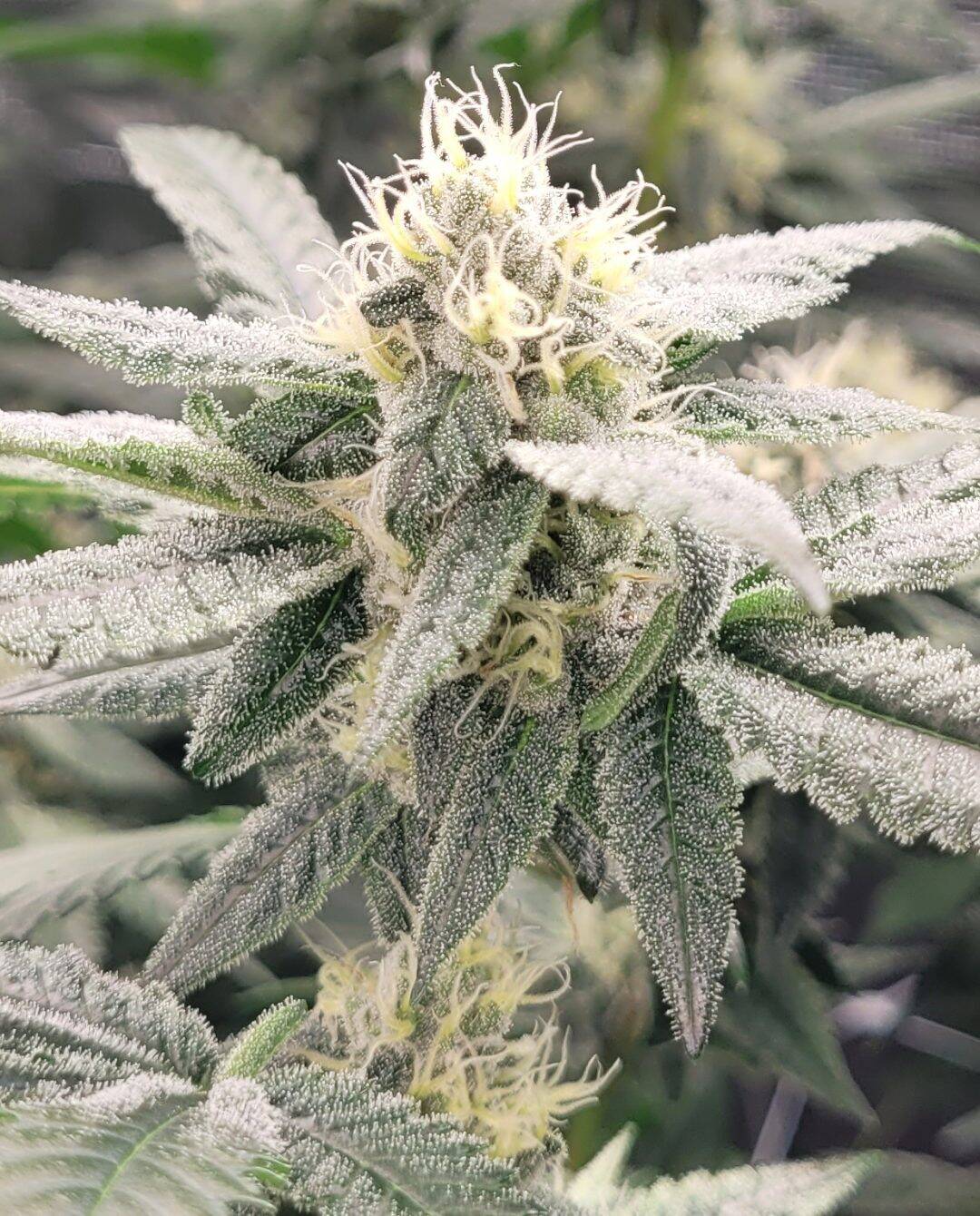 Sour Diesel Autoflower Cannabis Plant | Cannabiz Seed Sour Diesel Autoflower Cannabis Plant