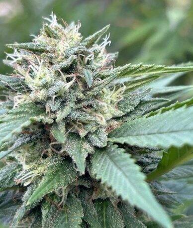 Apple Fritter Cannabis Plant | Cannabiz Seed Apple Fritter Cannabis Plant