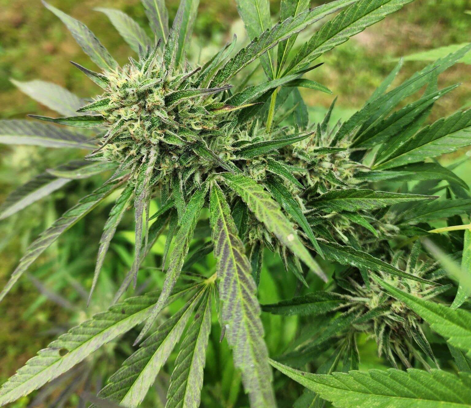 Purple Punch Autoflower Cannabis Plant | Cannabiz Seed Purple Punch Autoflower Cannabis Plant