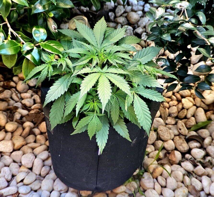 Super Silver Haze Autoflower Beginning Stages | Cannabiz Seed Super Silver Haze Autoflower begynderstadier
