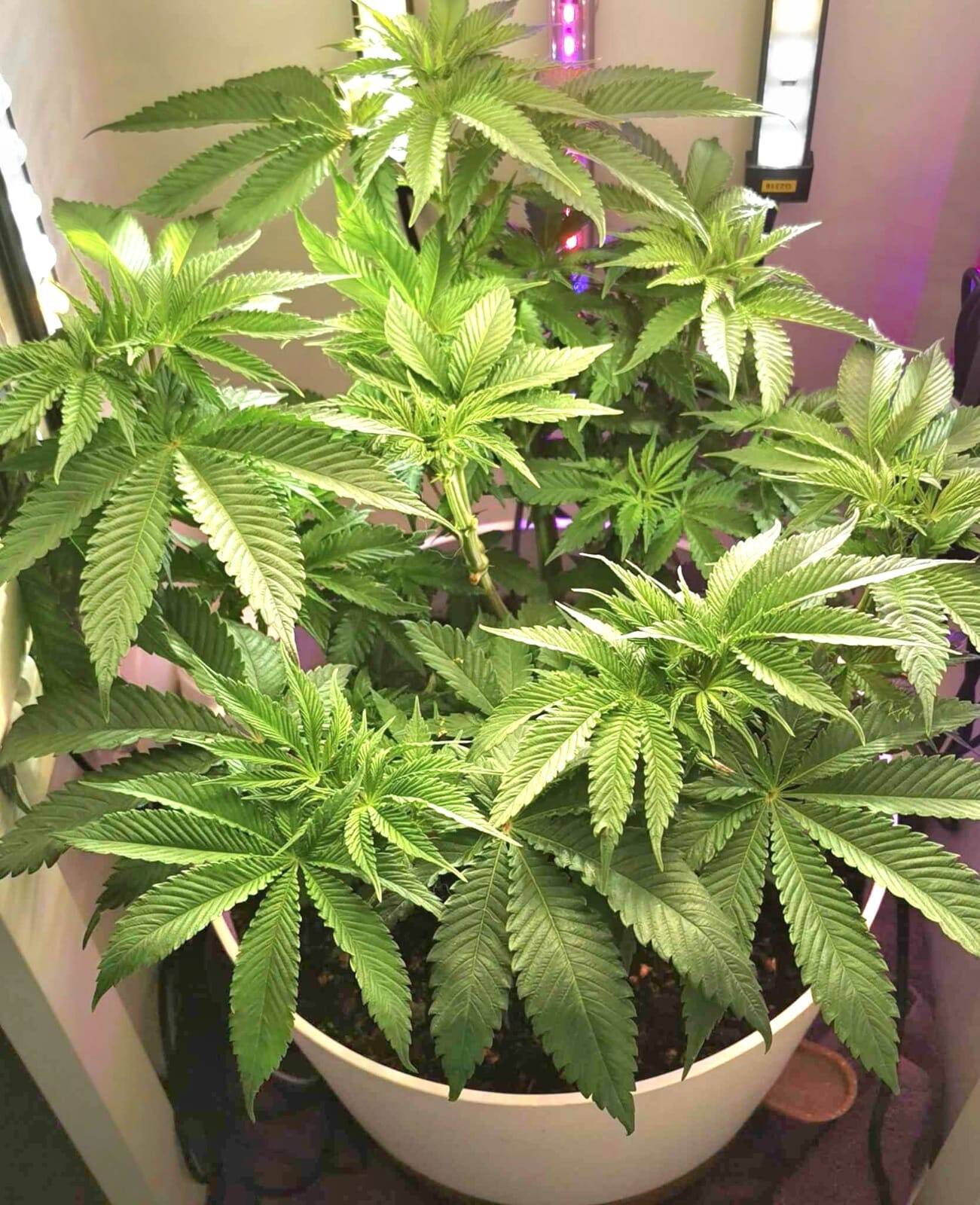 Red Congolese Autoflower Beginning Stages | Cannabiz Seed Rode Congolese Autoflower Beginstadium