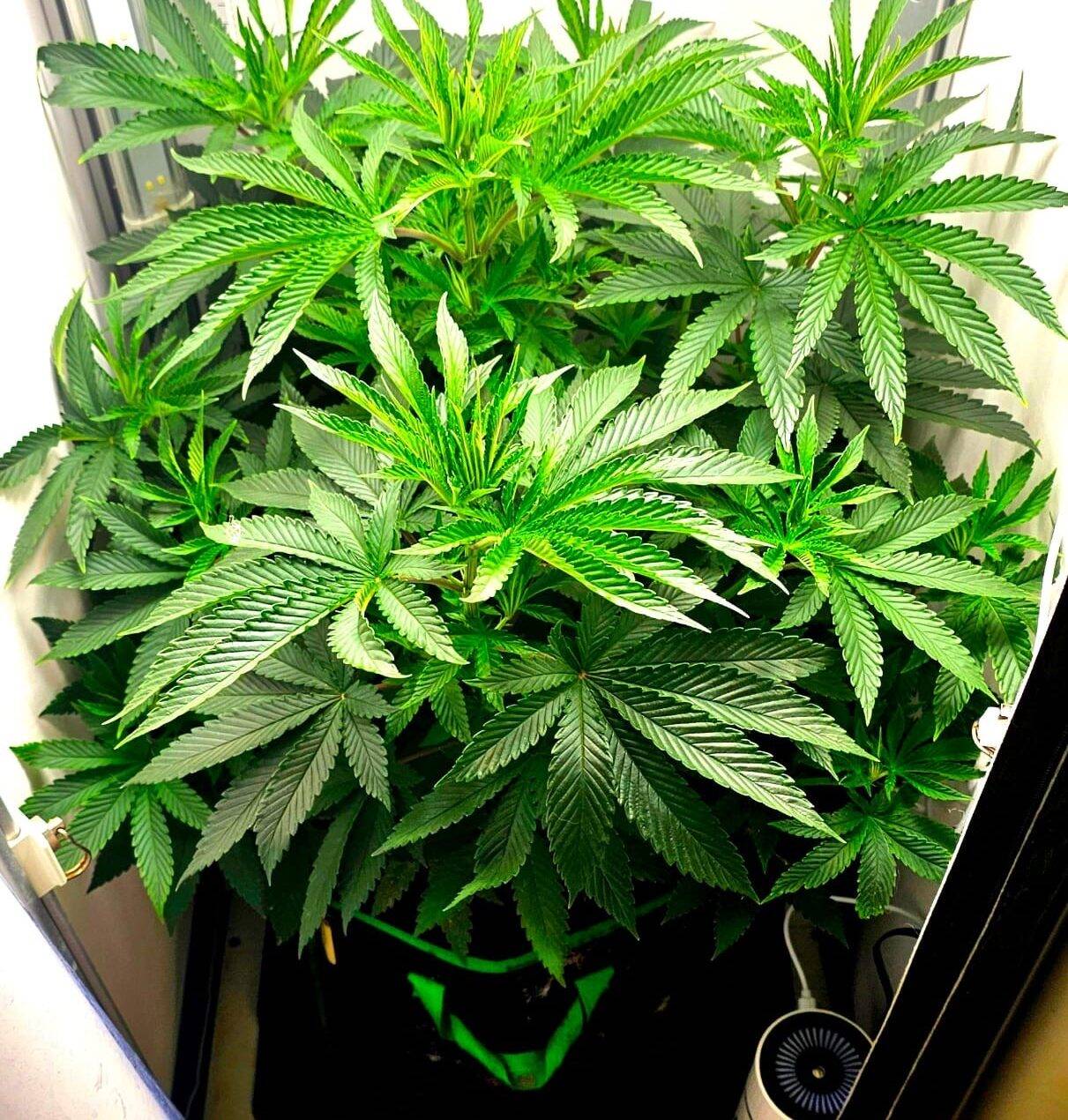 Red Rhino Feminized Beginning Stages | Cannabiz Seed Red Rhino Feminized Begyndelsesstadier