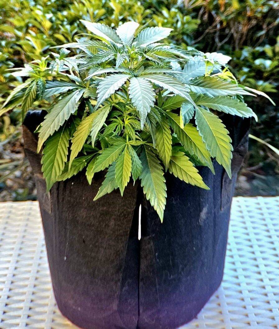 AK Autoflower Beginning Stages | Cannabiz Seed AK Autoflower Beginning Stages