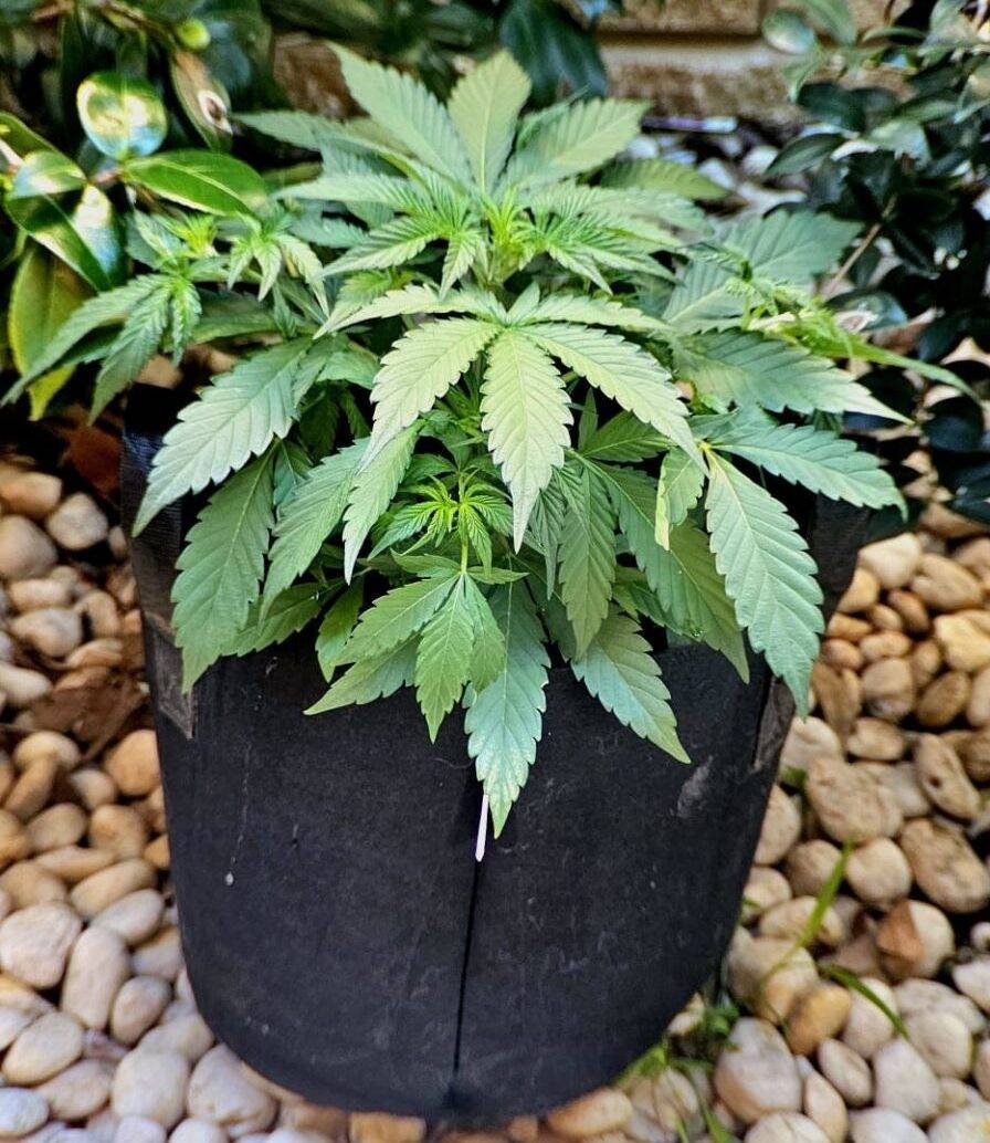 Black Jack Autoflower Beginning Stages | Cannabiz Seed Black Jack Autoflower Beginning Stages