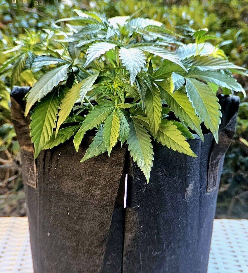 Purple Sunset Autoflower Beginning Stages | Cannabiz Seed Purple Sunset Autoflower Beginning Stages