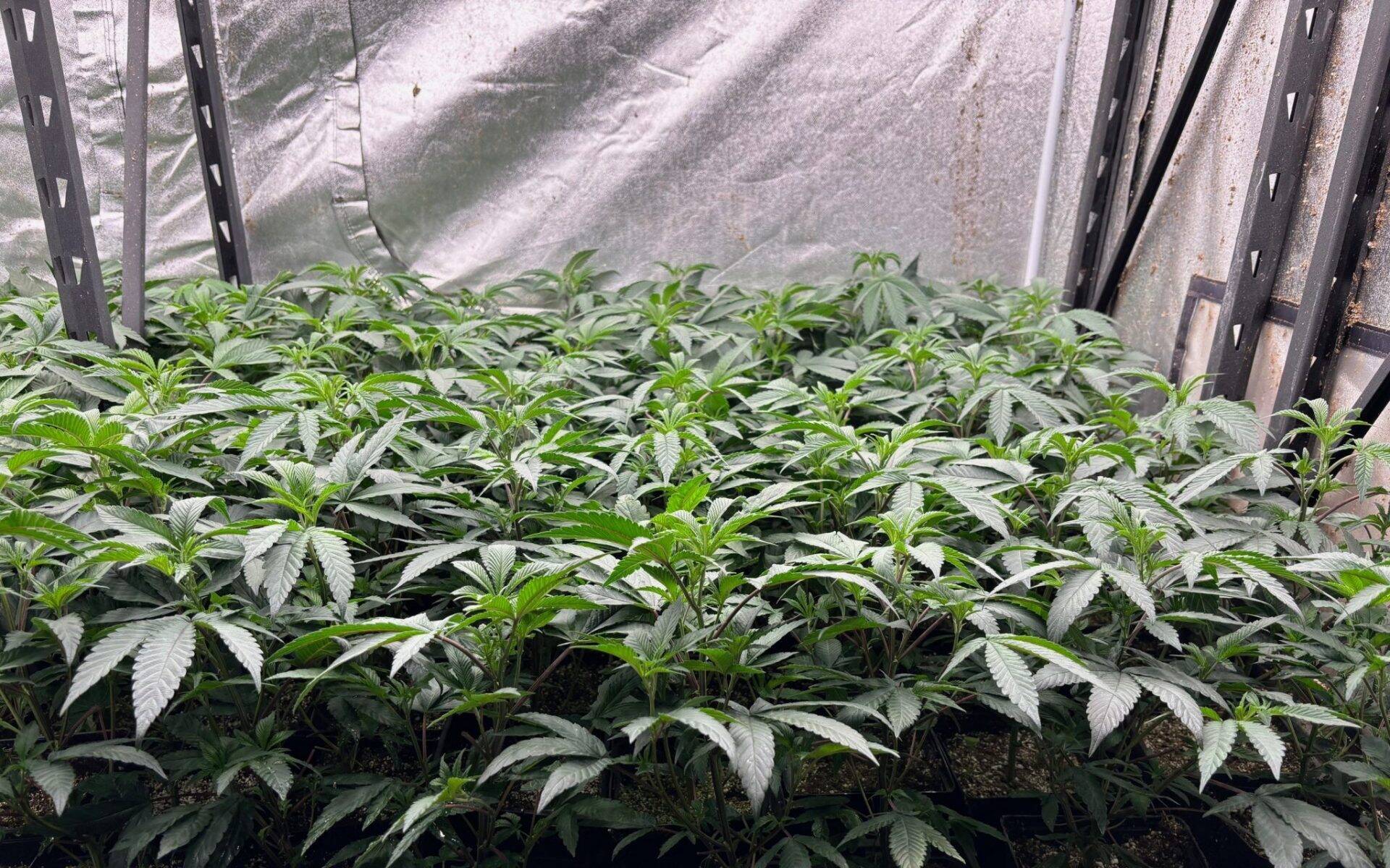Apple Fritter Autoflower Teen | Cannabiz Seed Apple Fritter Teen Phase in a Grow Room