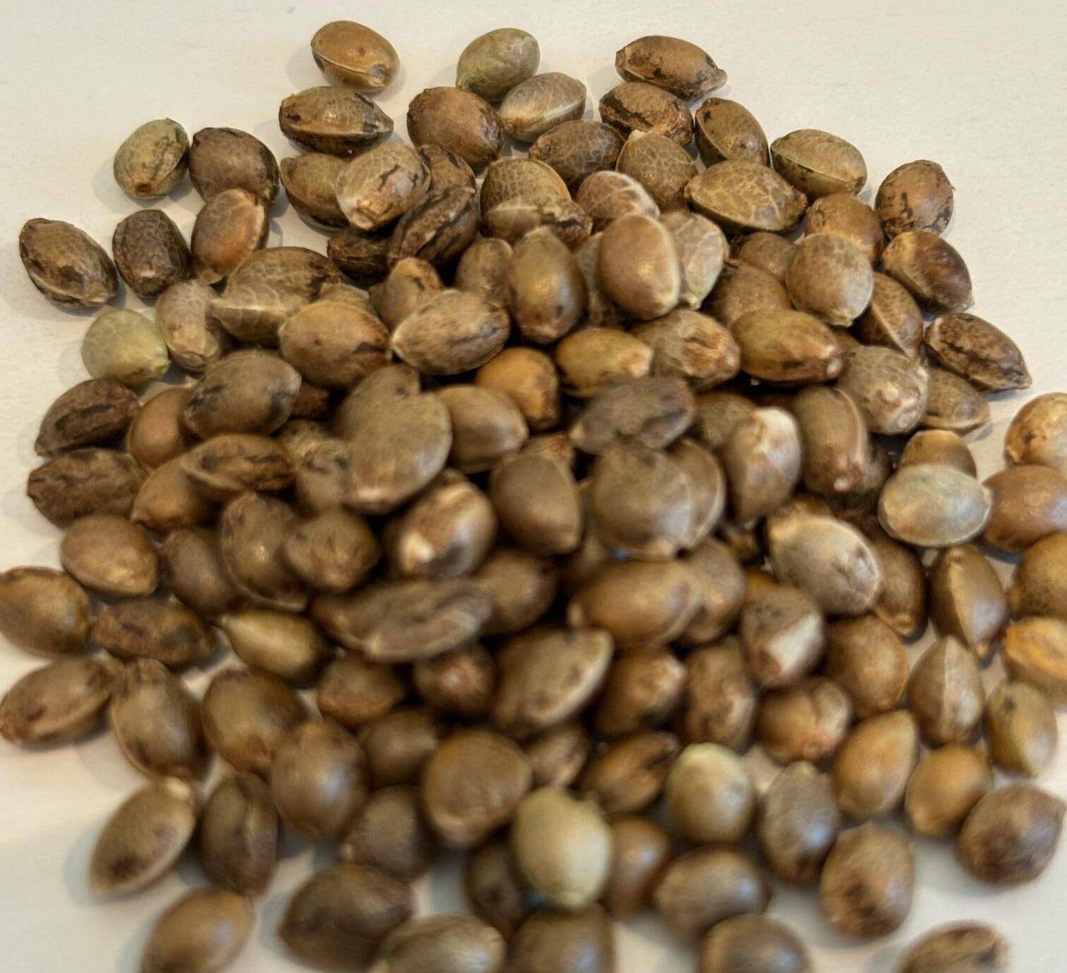 Black Jack Autoflower Image of Seeds | Cannabiz Seed Black Jack Autoflower Image of Seeds