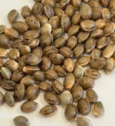 Pink Cadillac Image of Seeds | Cannabiz Seed Pink Cadillac Image of Seeds