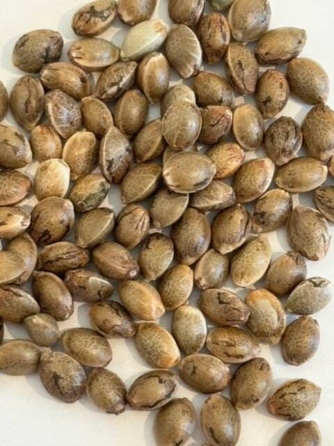 Watermelon Autoflower Image of Seeds | Cannabiz Seed Watermelon Autoflower Image of Seeds