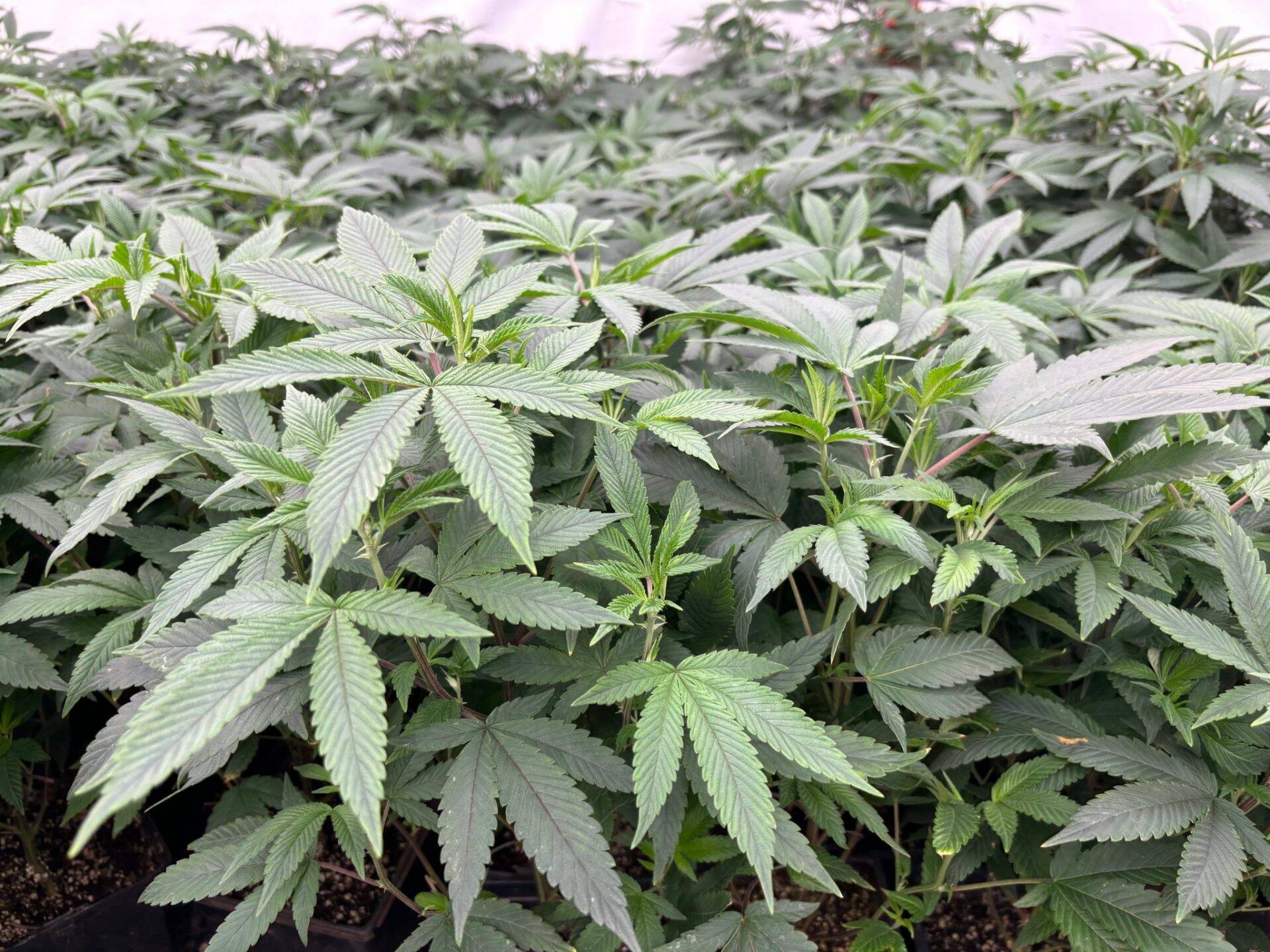 Watermelon Autoflower Teen | Cannabiz Seed Watermelon Teen Phase in a Grow Room