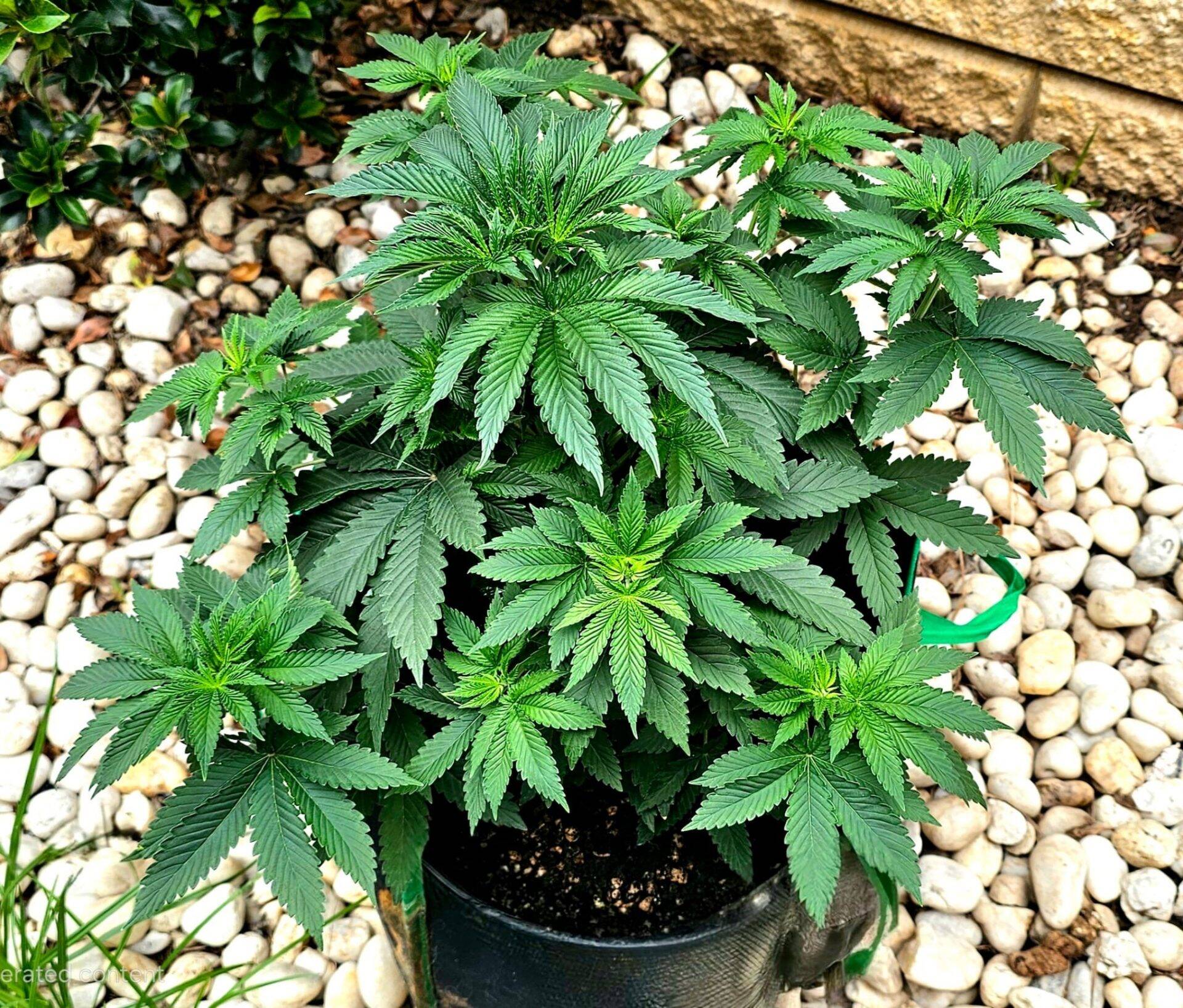 THC Bomb Autoflower Beginning Stages | Cannabiz Seed THC Bomb Autoflower Beginning Stages