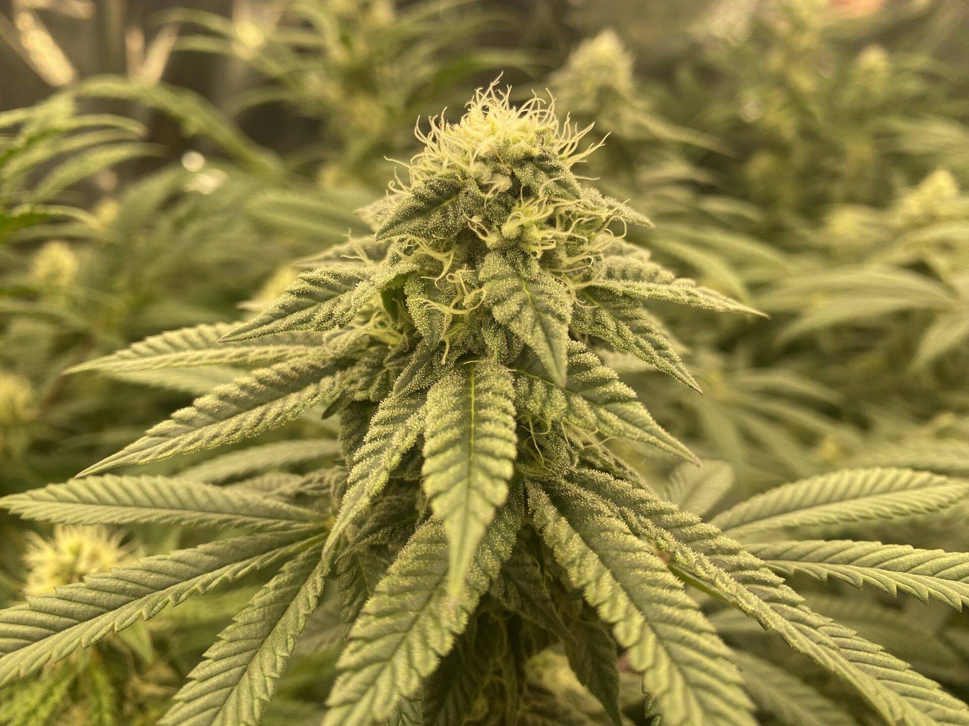 Big Haze Autoflower Cannabis Plant | Cannabiz Seed Big Haze Autoflower Cannabis Plant