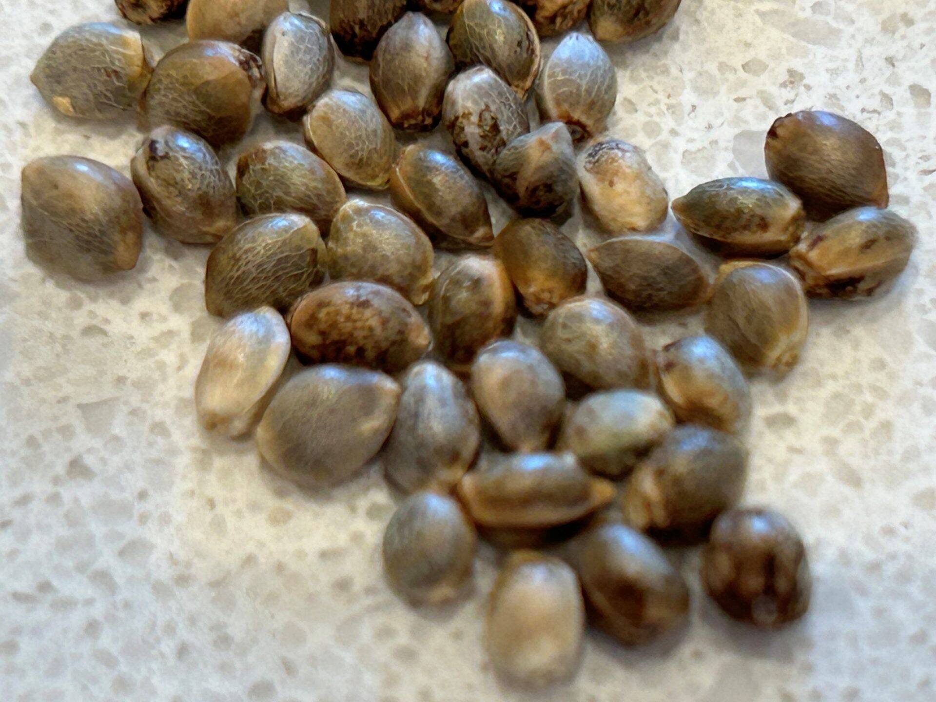 Big Haze Autoflower Cannabis Seeds | Cannabiz Seed Big Haze Autoflower Cannabis Seeds