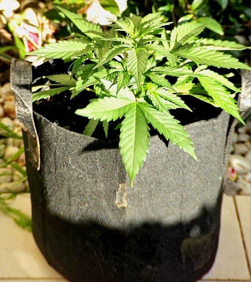 Pink Cadillac Feminized Early Stages | Cannabiz Seed Pink Cadillac Feminized Early Stages