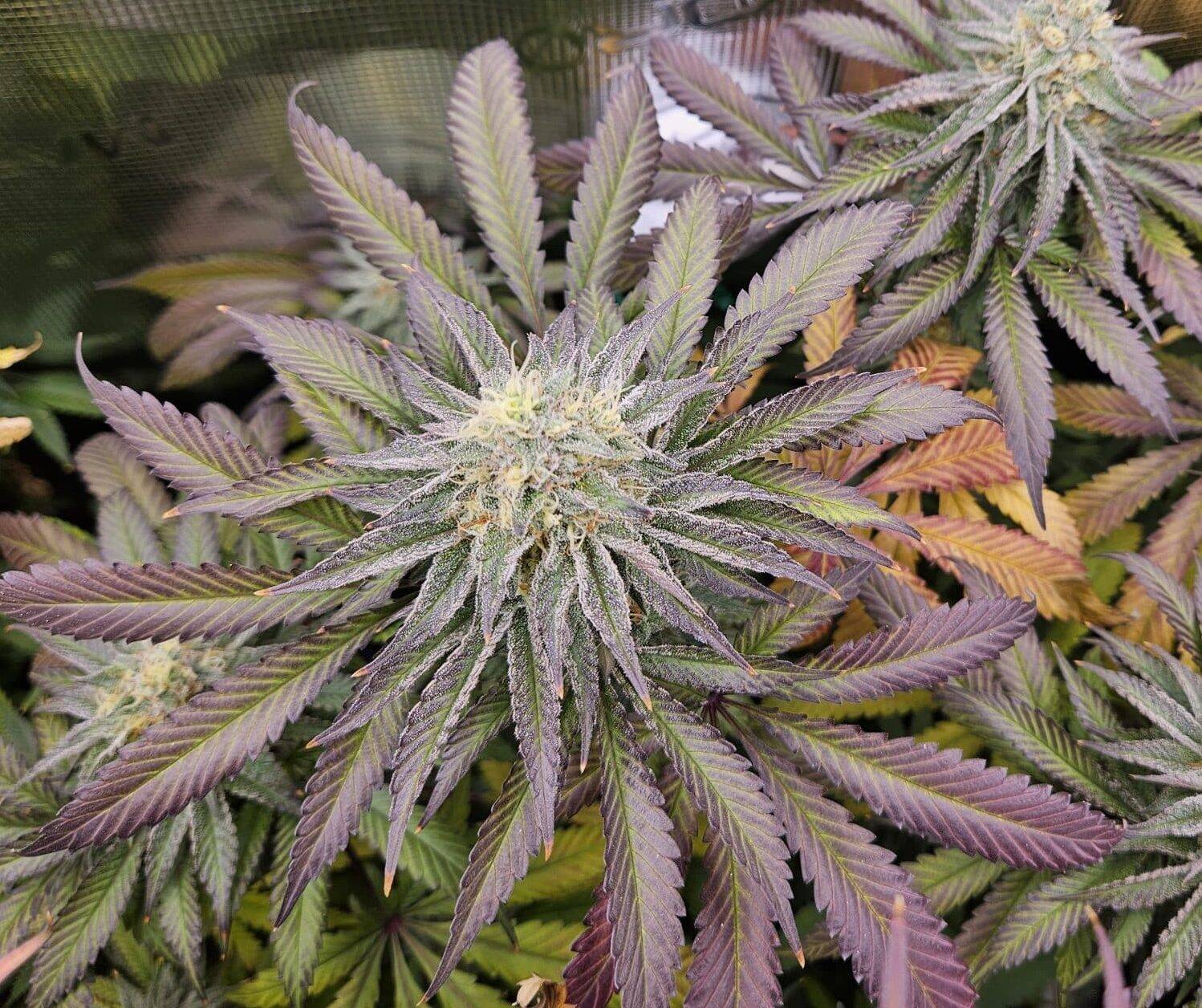 Blueberry Autoflower Cannabis Strain | Cannabiz Seed Blueberry Autoflower Cannabis Strain