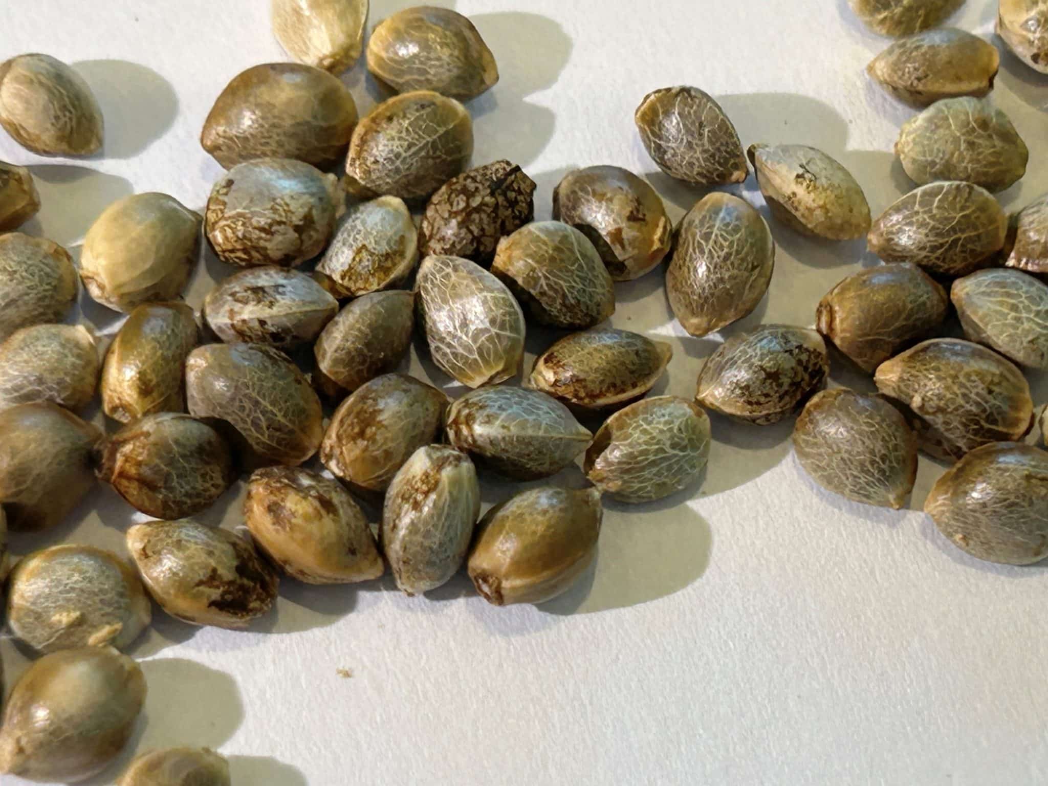 Girl Scout Cookies Autoflower Seeds | Cannabiz Seed Girl Scout Cookies Autoflower Seeds